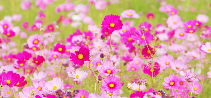 努力の成果は、ある時パッと花開くあせらずタネをまき続けよう