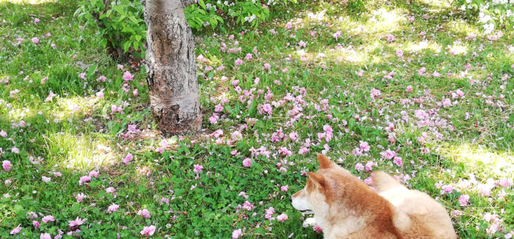 なぜ、親切がよいことなの？幸せは、相手と自分の間に生まれる