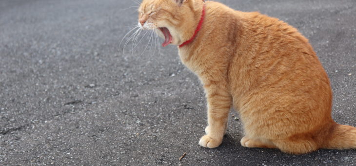 人生はあっという間です。月日はまるで、弓矢が飛んでいくように過ぎ去っていきます。